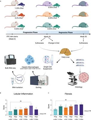 Hepatic damage caused by long-term high cholesterol intake induces a dysfunctional restorative macrophage population in experimental NASH